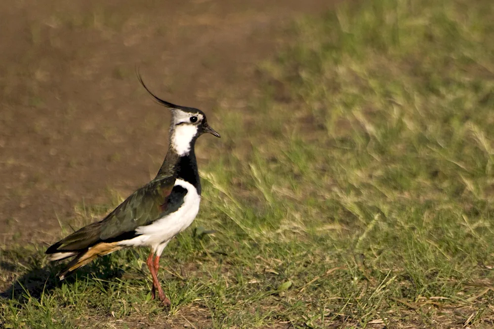 Birds of the Nizhny Novgorod region