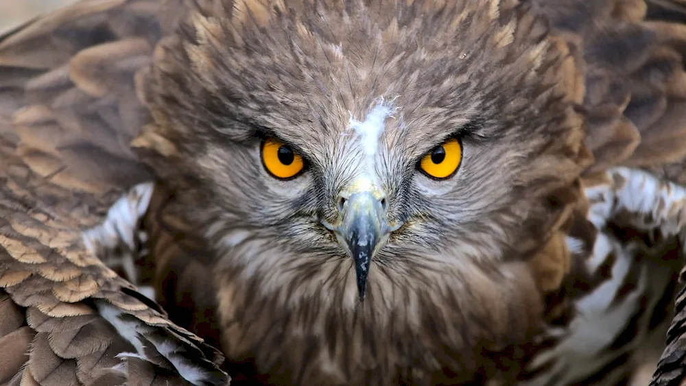 Birds of Prey Eagle Kite Berkut Falcon