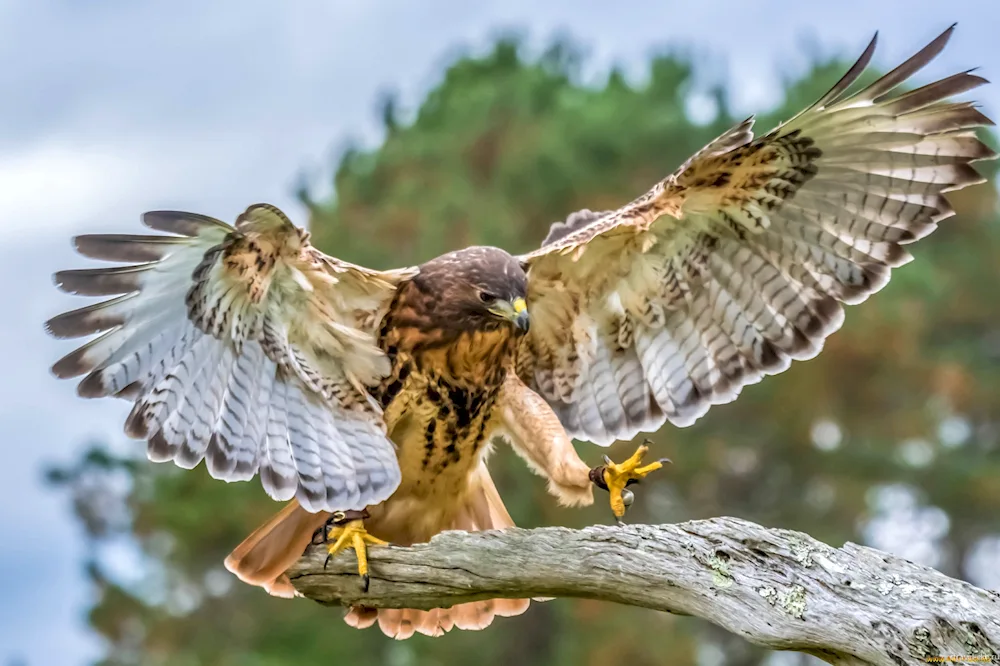 White-tailed Eagle