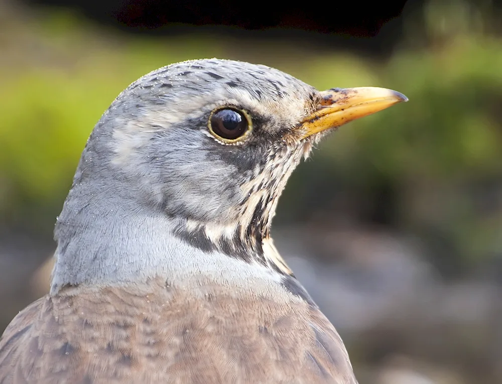 Birds of the Orel region