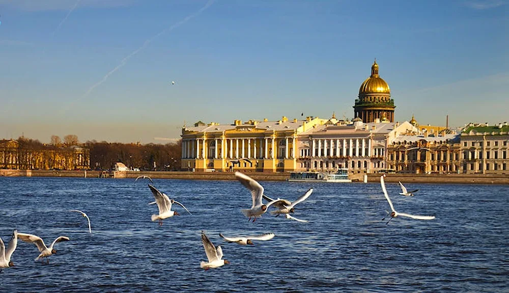 Birds of St. Petersburg