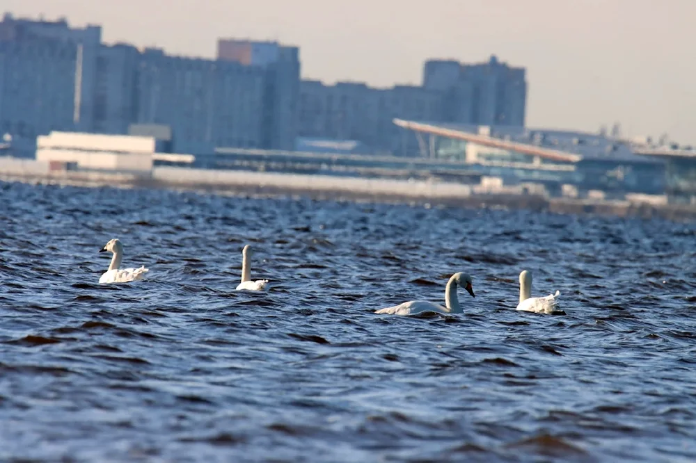 Birds of St. Petersburg