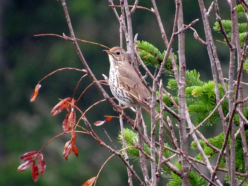 Birds of the Moscow region Song thrush