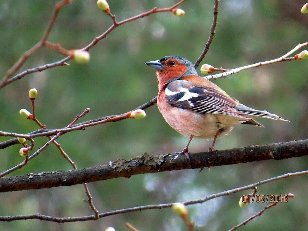 Snakehawk of Moscow suburbs - Chaffinch Thrush