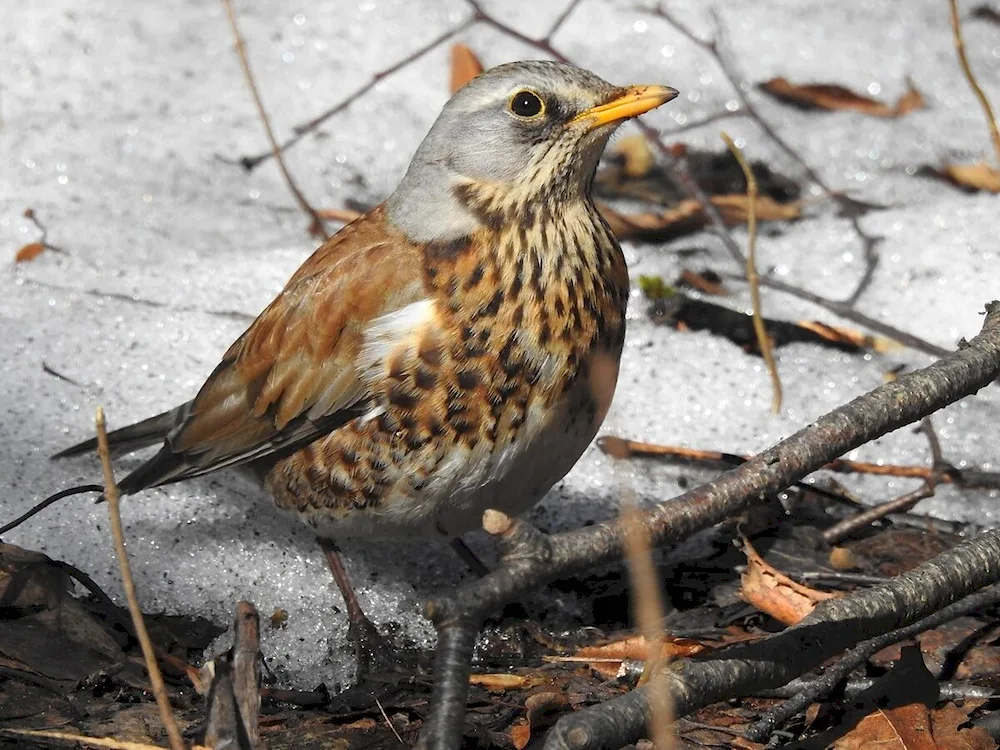 Birds of the Suburbs - Chaffinch Thrush