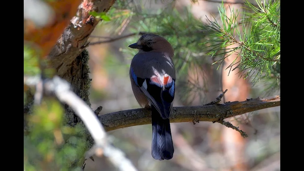 Birds of the Black-backed Grouse