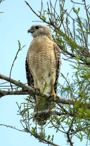 Birds of Polessie