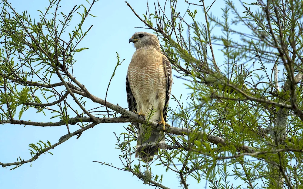 Birds of Polessie