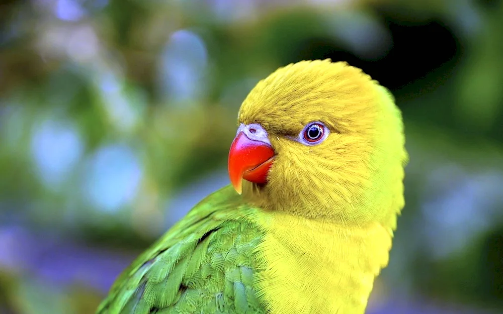 Yellow-necked Ara