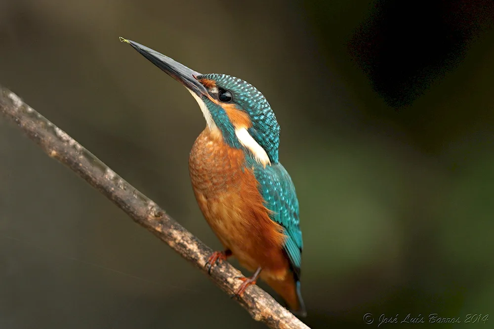 Portugal animals