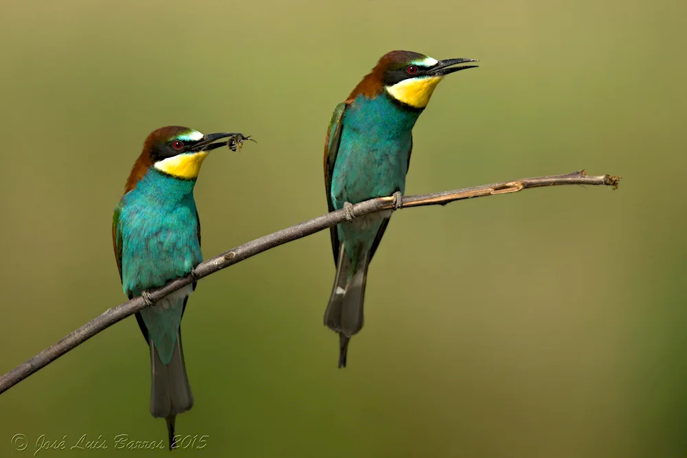 Portugal birds