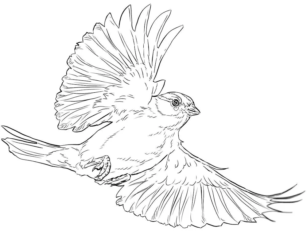 Bird drawing