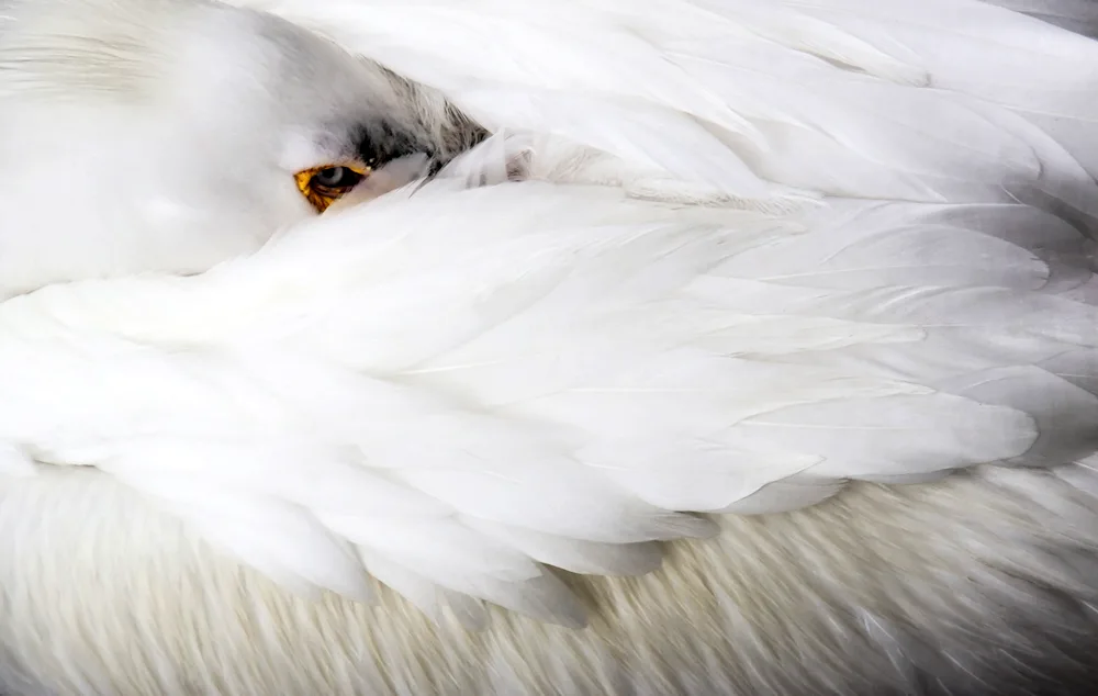 Polar Owl bird