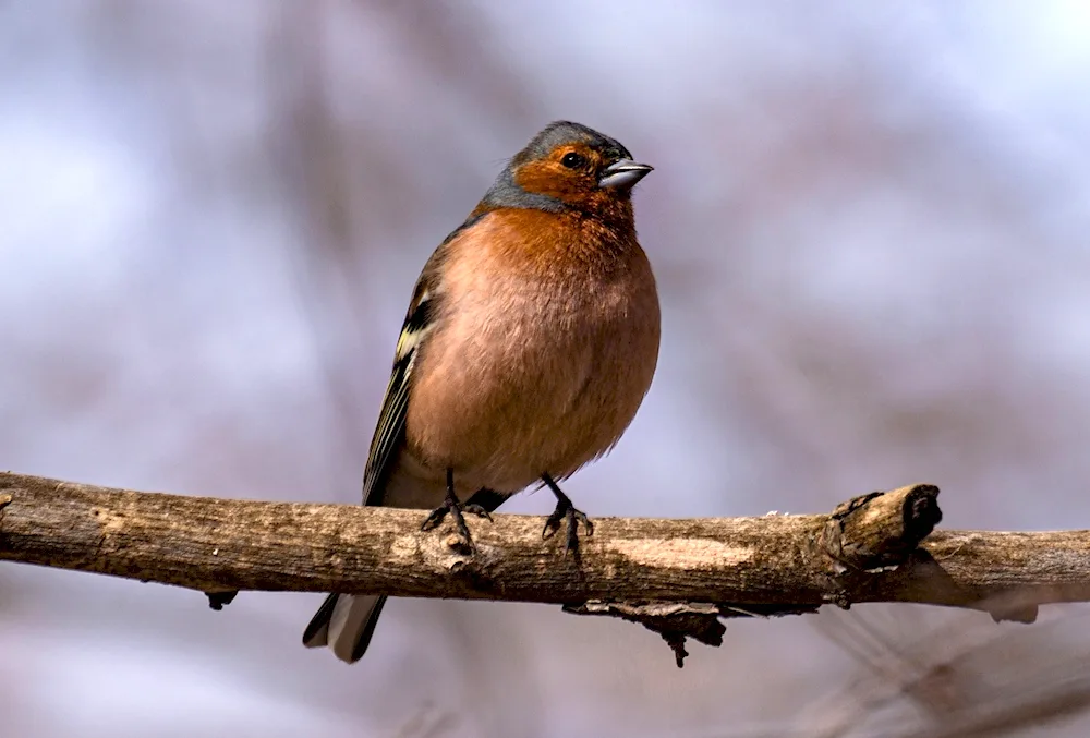 Birds of the Samara Region