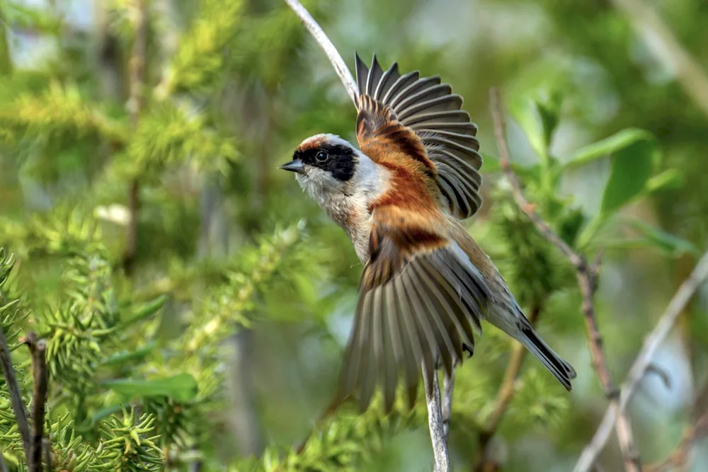 Birds of the Samara Region