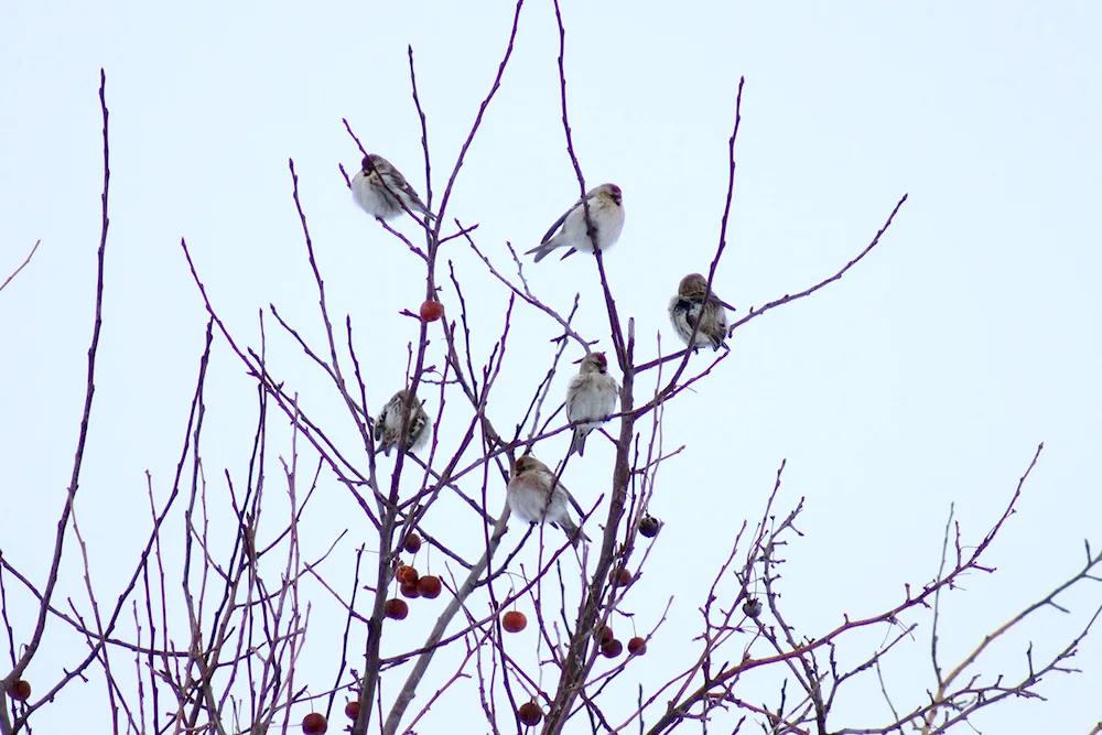 Crested whistler of the Samara region