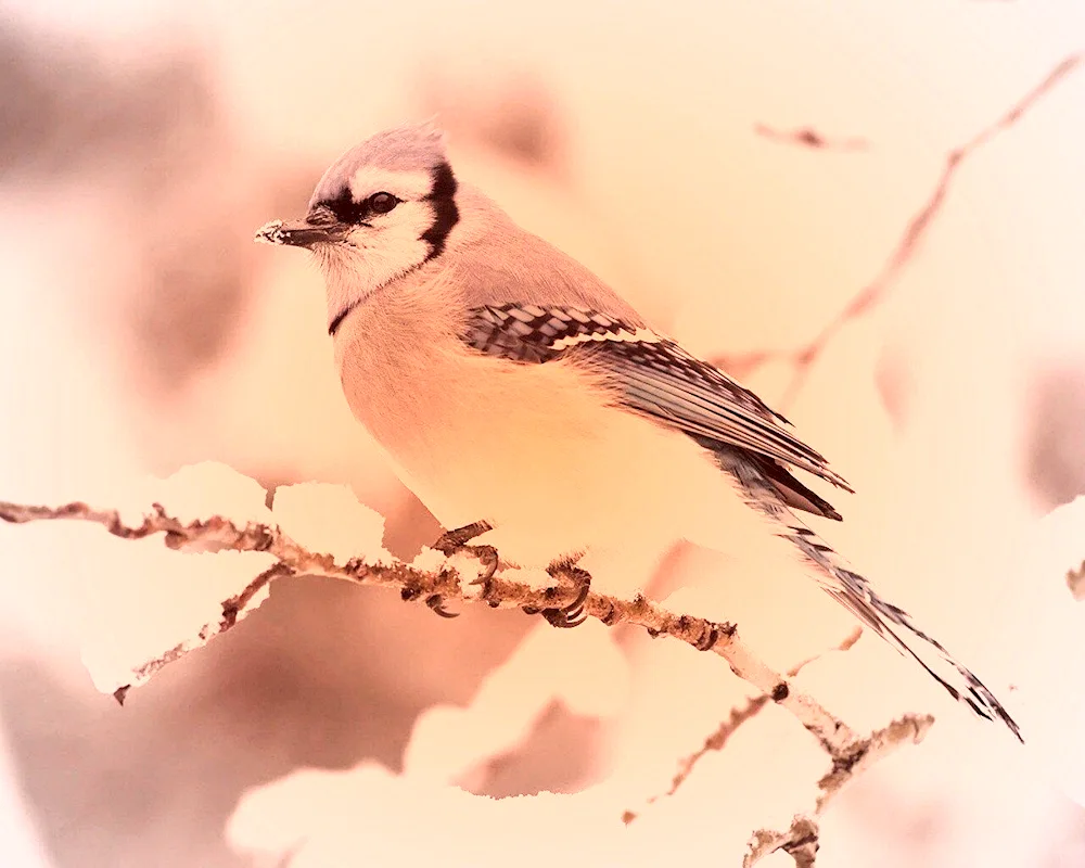 Birds of the Samara Region in winter