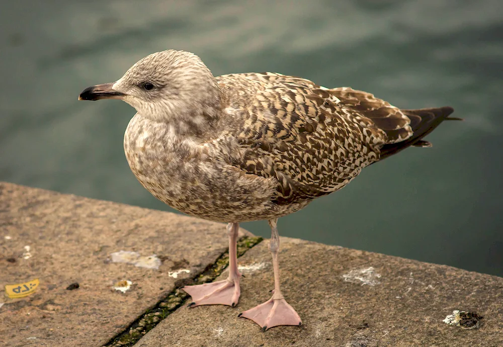 Birds of St. Petersburg