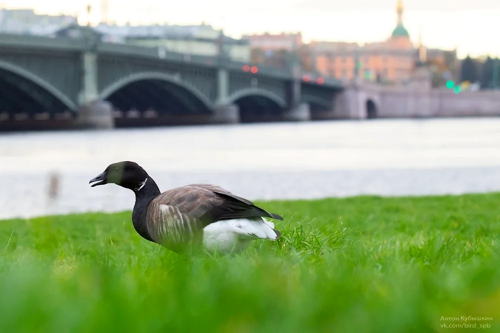 Birds of St. Petersburg