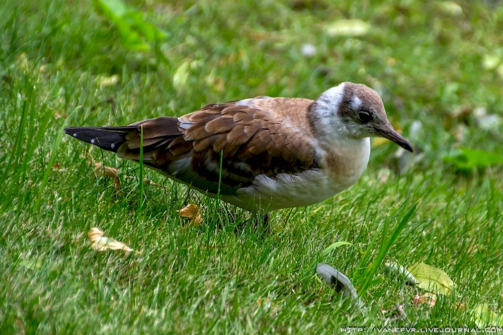 Birds of St. Petersburg