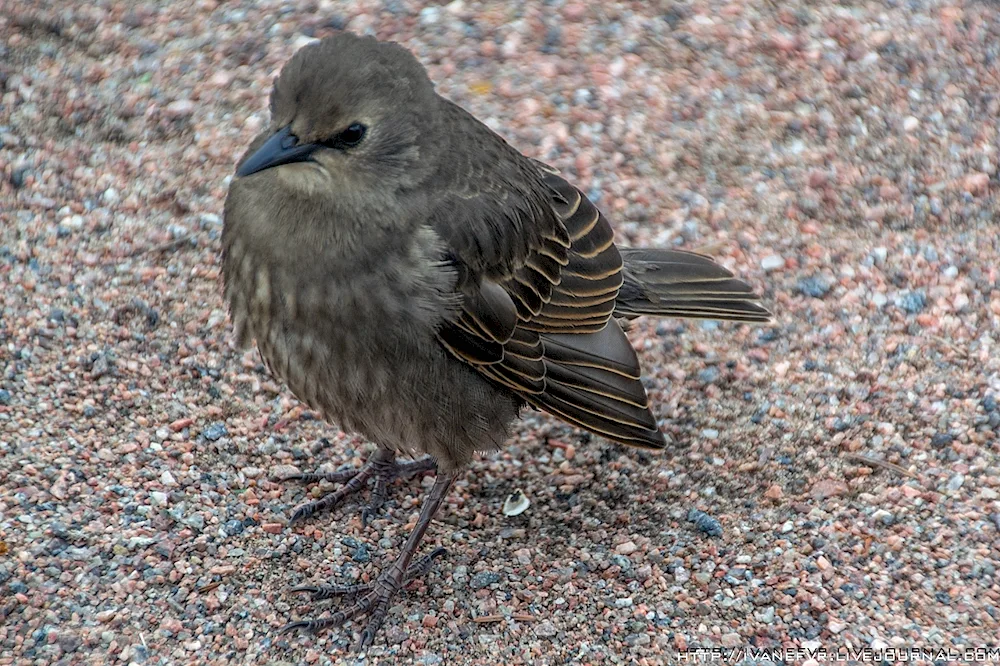 Birds of St. Petersburg