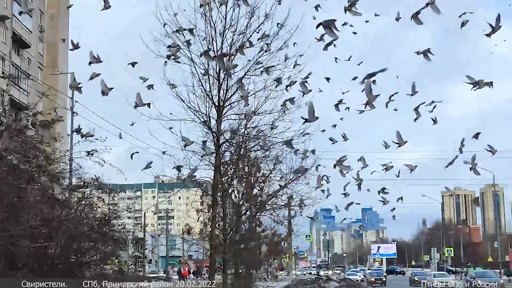 Big Gull in St. Petersburg