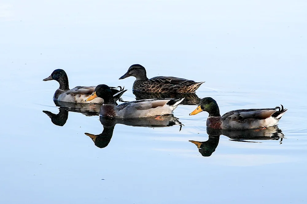 Seliger waterfowl birds