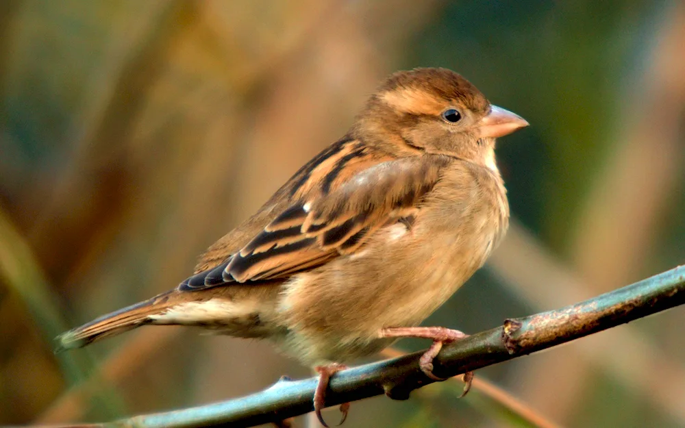 Brown Sparrow