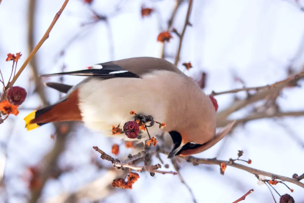 Siberian birds