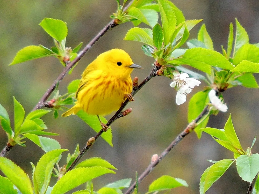 American Goldfinch bird