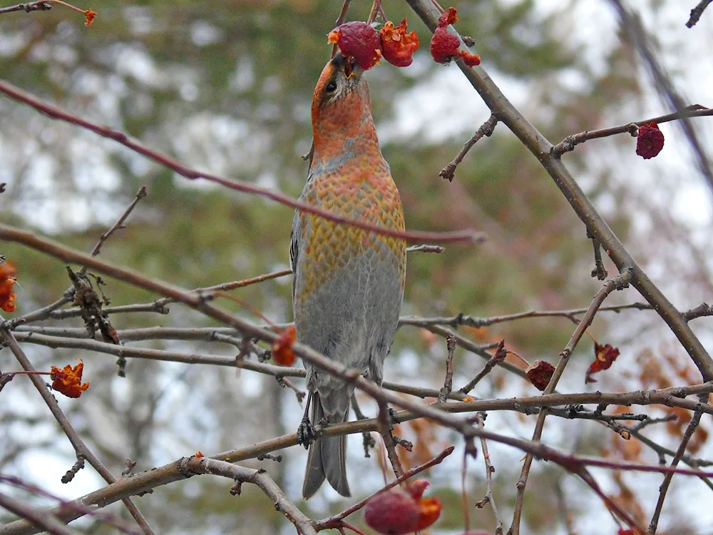 Birds of the Sverdlovsk Oblast