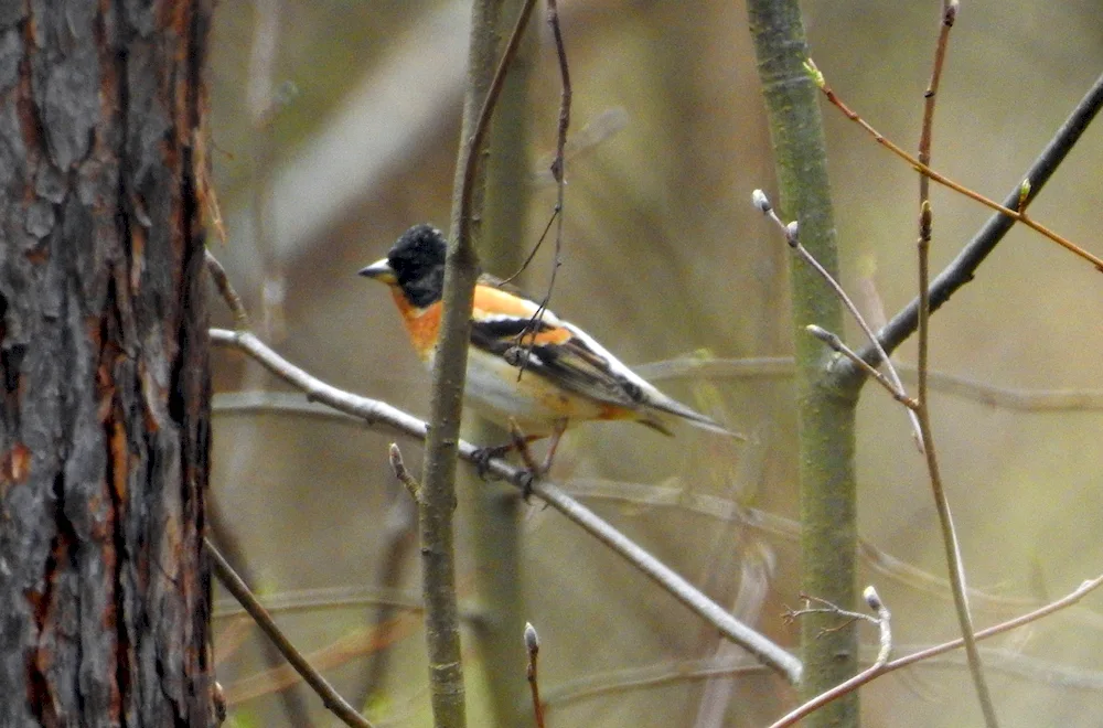 Birds of the Sverdlovsk Oblast