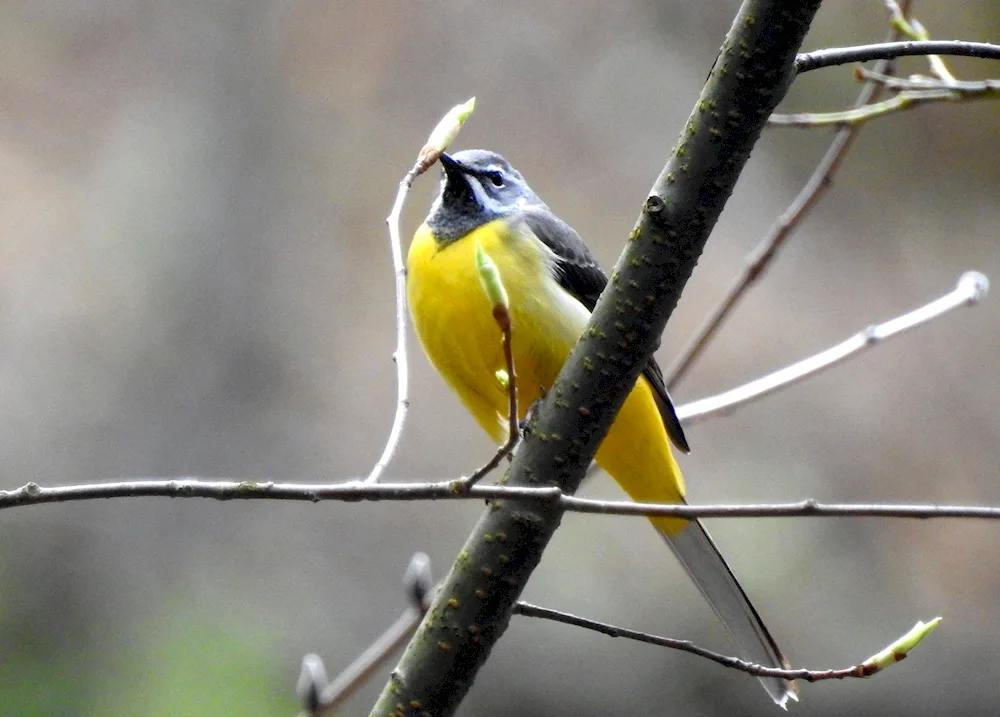 Birds of the Sverdlovsk Oblast