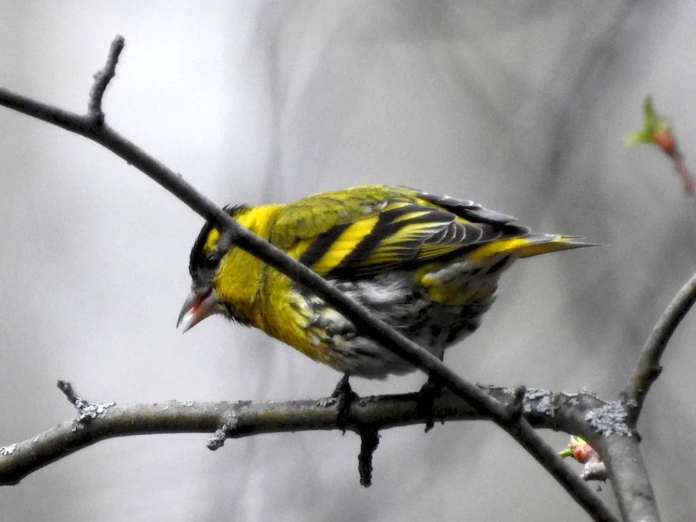 Birds of the Sverdlovsk Oblast birds of the Sverdlovsk region