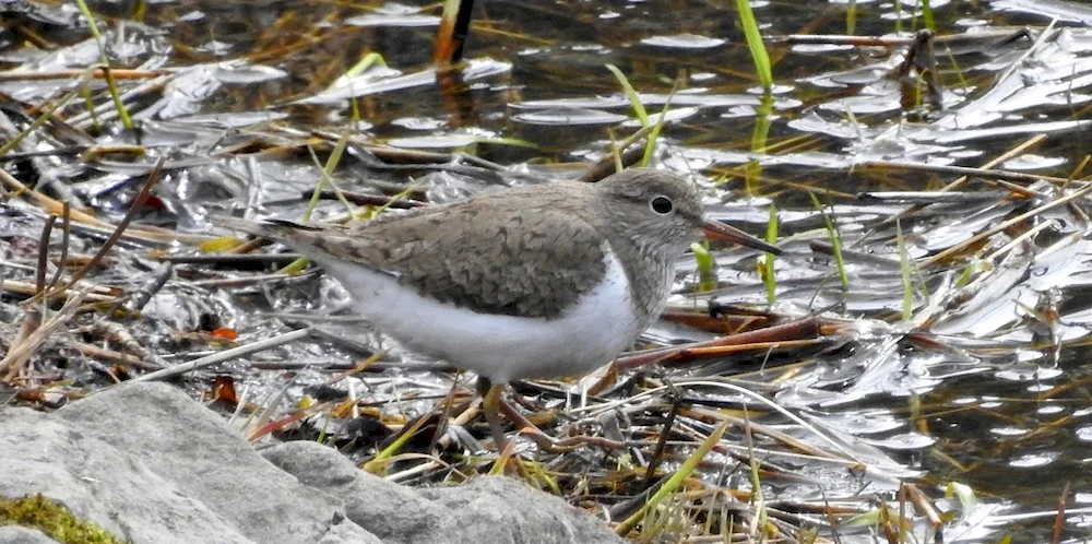 Crested whistler