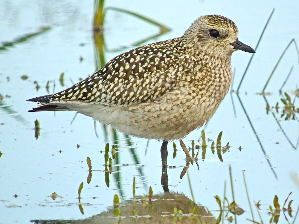 Birds of the Sverdlovsk region