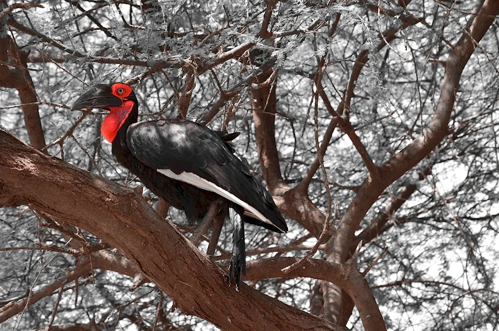 Birds of Tanzania