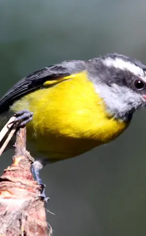 Birds of Tatarstan