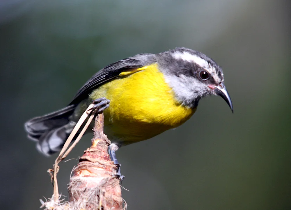 Birds of Tatarstan