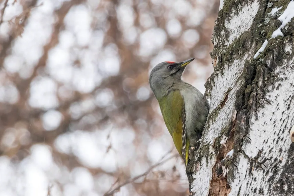 Birds of Tatarstan