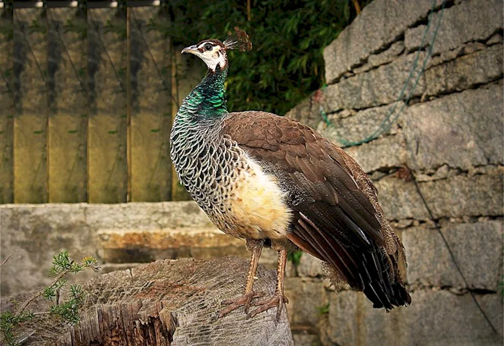 Turkish birds