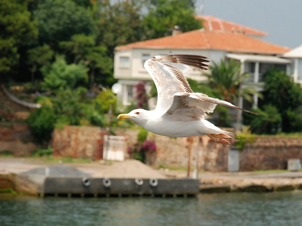 Seabirds Fujairah