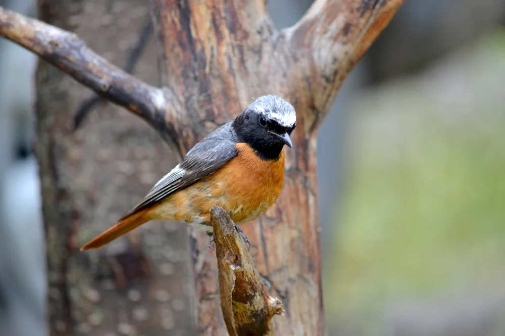 Turkish birds