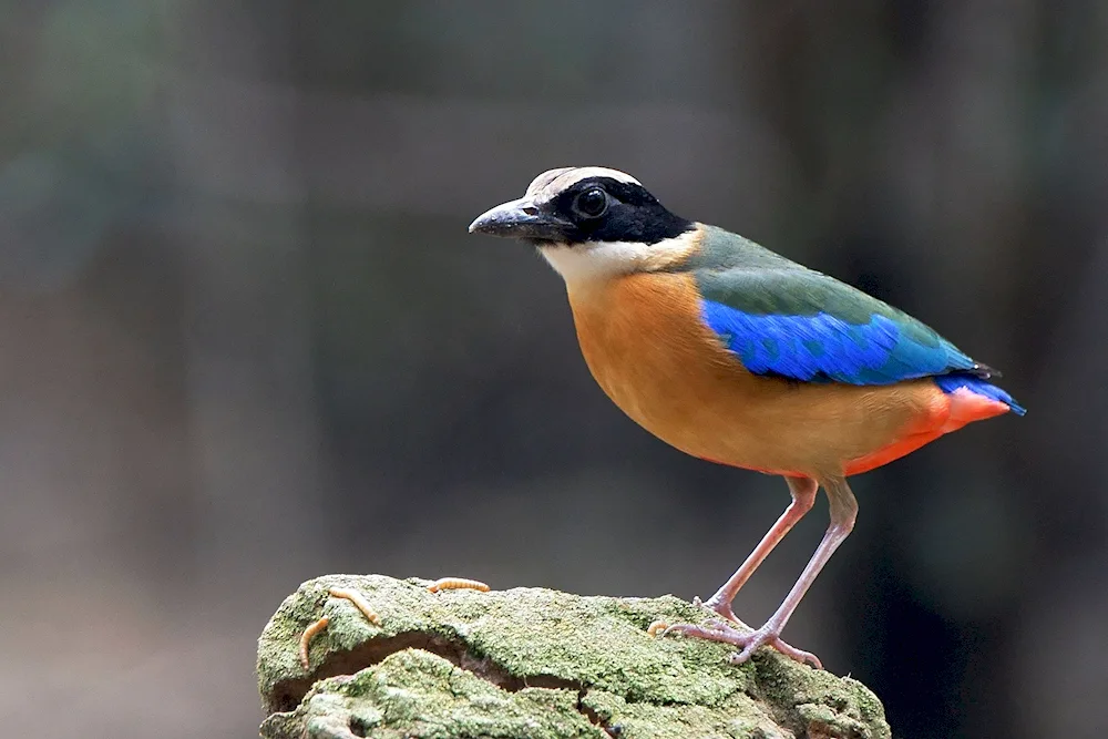 Faeton bird Maldives