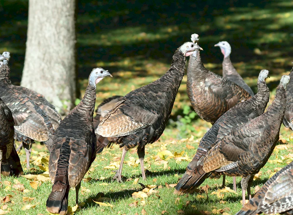 Birds of Turkey