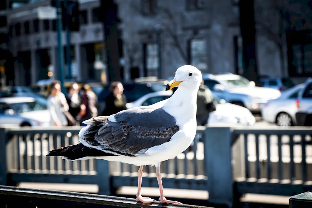 Birds in the City