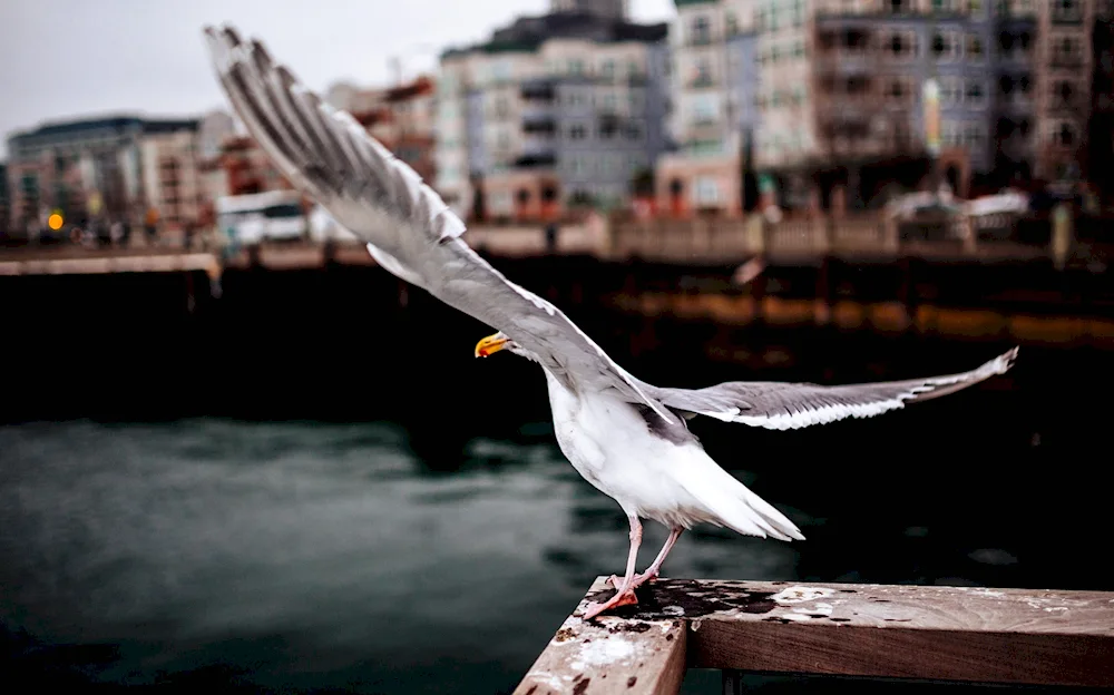 Birds in the city