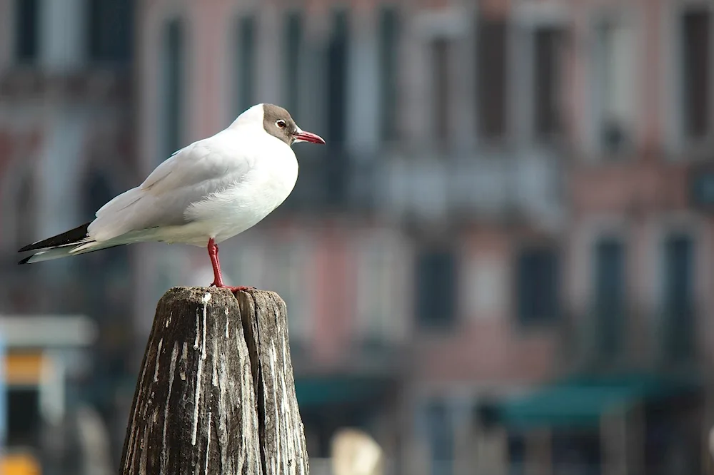 Birds in the city