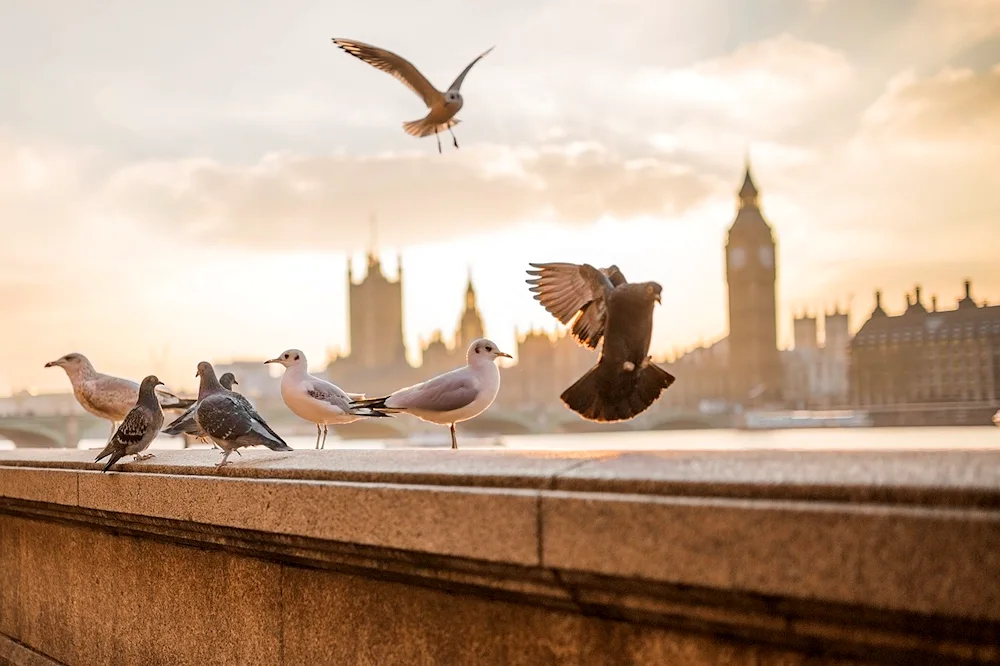 Pigeons in St. Petersburg