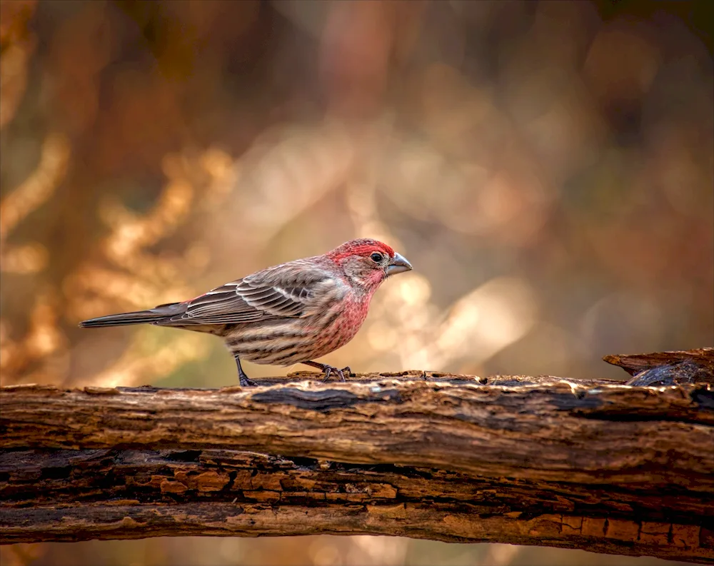 Birds in the forest